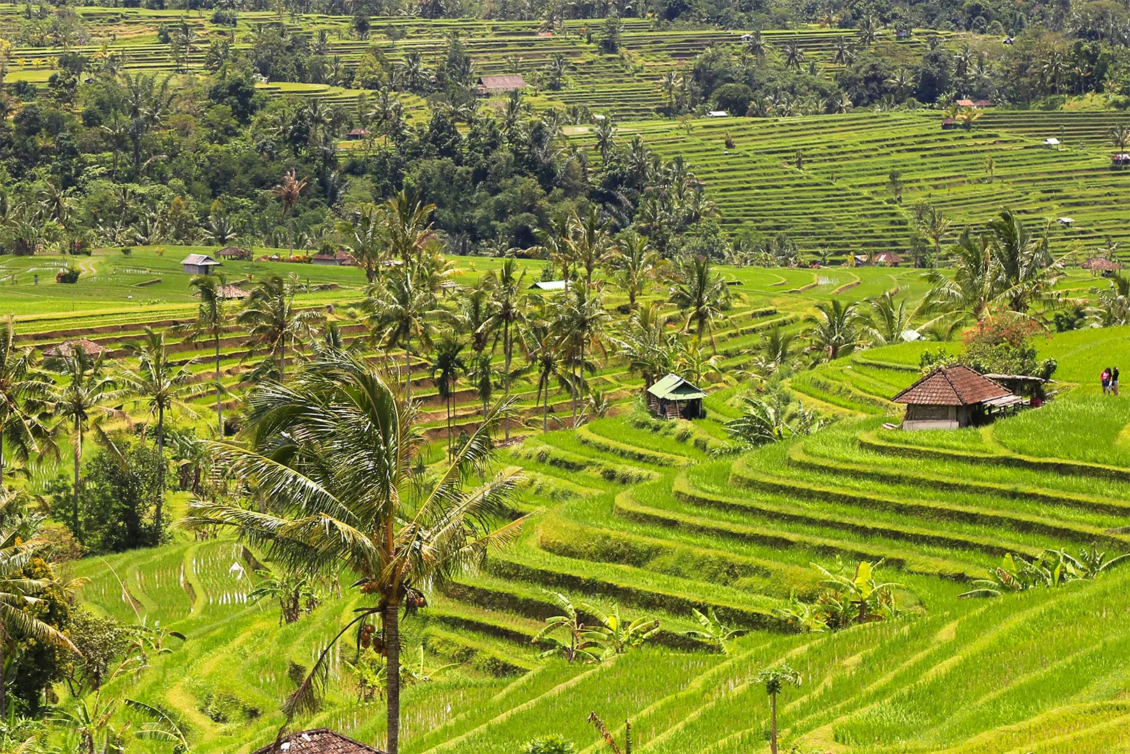 幾重にも連なるジャティルイ棚田